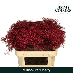 Gypsophila Painted Million Star Cherry Pink 80cm 30gr.
