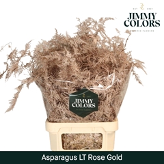 Asparagus Setaceus Painted Rose Gold 80cm