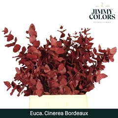 Eucalyptus Cinerea Painted Bordeaux Per Bunch 70cm 200gr.