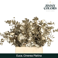 Eucalyptus Cinerea Painted Platinum Per Bunch 70cm 200gr.
