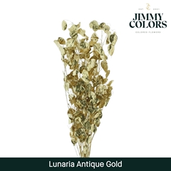 Lunaria Antique Gold Per Bunch 80cm