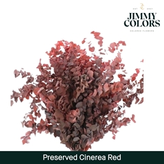 Eucalyptus Cinerea Red Per Bunch 70cm