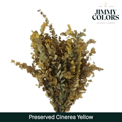 Eucalyptus Cinerea Yellow Per Bunch 70cm