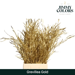 Grevillea Painted Gold Per Bunch 70cm