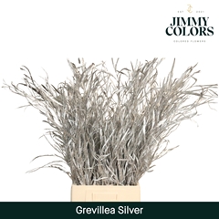 Grevillea Painted Silver 70cm