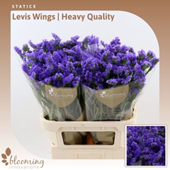 Limonium Sinuatum Levis Wings 80cm 45gr.
