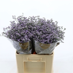 Limonium Utah Blue 60cm 30gr.