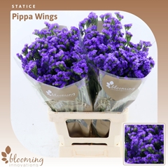 Limonium Sinuatum Pippa Wings 70cm 35gr.