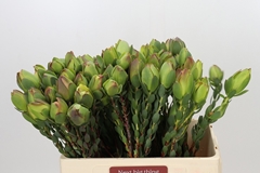 Leucadendron Discolor 60cm Spray