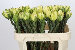 Leucadendron Discolor 70cm