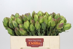 Leucadendron Discolor 50cm