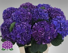 Hydrangea Royal King 65cm 16-18cm Hd