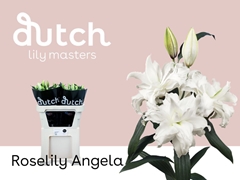 Lily Oriental Double Roselily Angela 85cm 4+