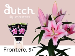 Lily Oriental Frontera 100cm 5+