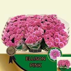 Chrysanth Santini Ellison Pink 55cm 48gr.