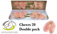 Anthurium Cheers 15cm Hd