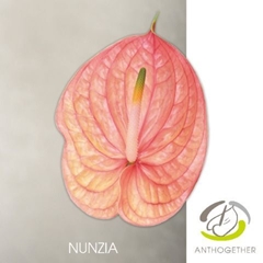 Anthurium Nunzia 13cm Hd
