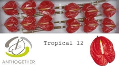 Anthurium Tropical 13cm Hd