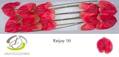 Anthurium Enjoy 15cm Hd