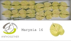Anthurium Marysia Antique 11cm Hd