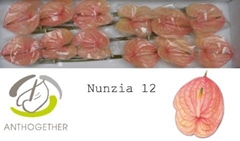 Anthurium Nunzia 13cm Hd