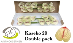 Anthurium Kaseko 15cm Hd
