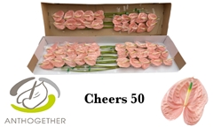Anthurium Cheers 9cm Hd