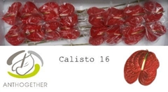 Anthurium Calisto 11cm Hd