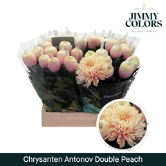 Chrysanth Single Painted Antonov Double Peach 70cm 110gr.