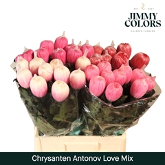 Chrysanth Painted Single Antonov Love Mix 70cm 110gr.