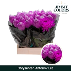 Chrysanth Single Painted Lila 70cm 110gr.