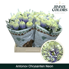Chrysanth Single Painted Antonov Neon 70cm 110gr.
