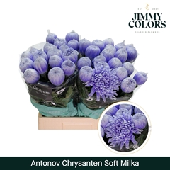 Chrysanth Single Painted Antonov Soft Milka 70cm 110gr.