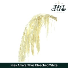 Amaranthus Caudatus White Per Bunch 90cm