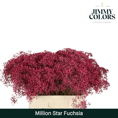 Gypsophila Painted Million Star Fuchsia 60cm 15gr.