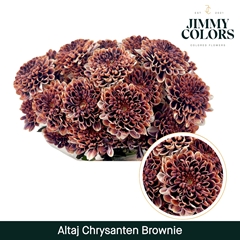 Chrysanth Spray Painted Altaj Brownie 70cm 105gr.