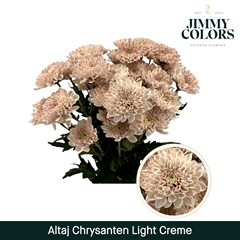 Chrysanth Spray Painted Altaj Light Cream 70cm 105gr.