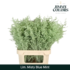 Limonium Painted Misty Blue Mint 90cm 40gr.