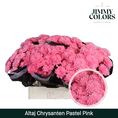 Chrysanth Spray Painted Altaj Pastel Pink 70cm 105gr.