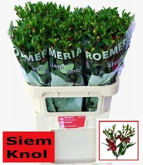 Alstroemeria Florinca Sangria 75cm
