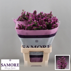 Limonium Sinuatum Rosa Sun Birds 60cm 20gr.