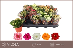 Kalanchoe Double Mix 8Ø 15cm