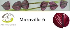 Anthurium Maravilla 13cm Hd