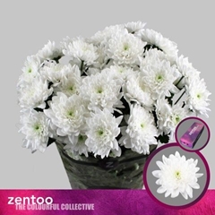 Chrysanth Spray Pina Colada 70cm 110gr.