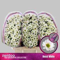 Chrysanth Santini Rossi White 55cm 44gr.