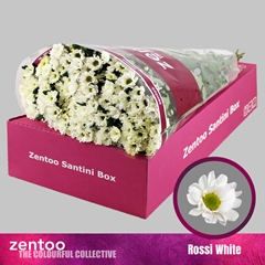 Chrysanth Santini Rossi White 55cm 44gr.