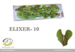 Anthurium Elixer 15cm Hd