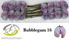 Anthurium Painted Bubblegum 11cm Hd
