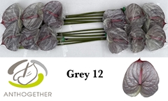 Anthurium Painted Grey 13cm Hd
