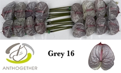 Anthurium Painted Grey 11cm Hd